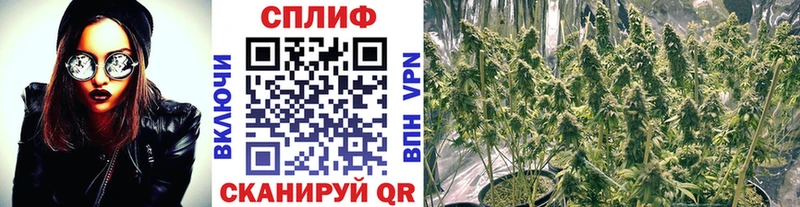 Бошки марихуана Amnesia Высоковск